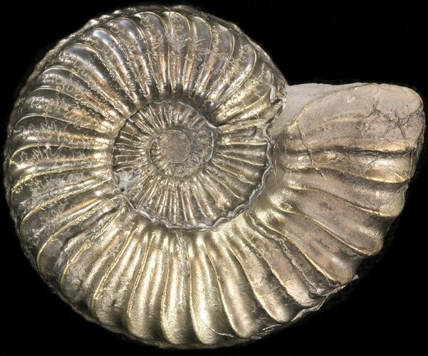 Pyritized Pleuroceras Ammonite - Germany #42718